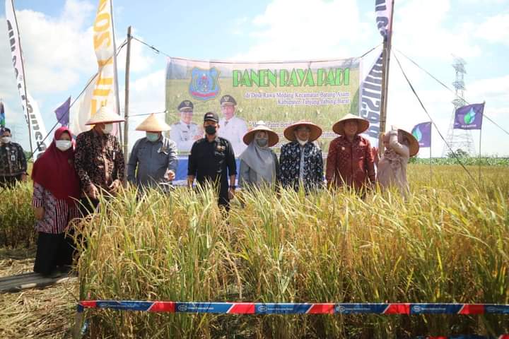 Bupati dan Wabup Panen Raya Padi dan Launching Beras Lokal di Desa Rawa Medang
